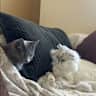 House sit pet parent - Well-behaved Persian cat and a crazy Siberian in downtown Toronto
