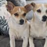 House sit pet parent - ....Pet sitter needed for two small fun loving dogs, Near to Mojacar