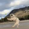 House sit pet parent - Dog lover needed for 4 Tibetan Terriers. Seaside Village: Wales