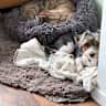 House sit pet parent - Cozy home in Värmdö, close to Stockholm, with an easygoing outdoor cat.