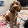 House sit pet parent - Come stay with Franklin in inner-west Melbourne
