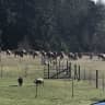 House sit pet parent - Come visit paradise at the edge of the Coastal range in beautiful Vernonia OR