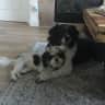 House sit pet parent - 2 very SPECIAL PUPPERS- looking for 4 days of LOVING in Castle Pines, CO.