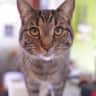 House sit pet parent - last minute snuggly tabby cat sit in sunny San Diego