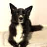 House sit pet parent - Dog sitter needed at Gold Coast, Queensland