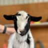 House sit pet parent - Mini goat holiday on a 10 acre hobby farm in the beautiful southern highlands