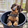 House sit pet parent - House in a small village on edge of Cotswolds with 2 small dogs for company