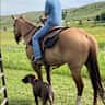 House sit pet parent - Sitter for our sweet Delilah in Golden, Colorado