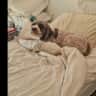 House sit pet parent - Noordhoek Cape Town South Africa and a curly friendly pup, who loves swimming.