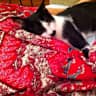 House sit pet parent - Friendly cat in homely, spacious house next to the beaches of Dar peninsula