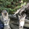 House sit pet parent - Mia and Vincent need some cat loving friends to look after them in October!