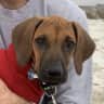 House sit pet parent - Looking for a sitter for our Rhodesian Ridgeback in San Anselmo