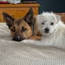 House sit pet parent - Will you be our new human sitter friend?!?