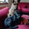 House sit pet parent - Family home and adorable pets