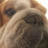 House sit pet parent - Holidays in Rincón de la victoria, Málaga.