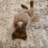House sit pet parent - Fantastic Home in Estroil Cascais
