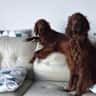 House sit pet parent - Beautiful Cardigan Bay Dog Sit.