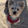 House sit pet parent - Petsit a playful Yorkshire terrier in the heart of Ericeira