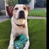 House sit pet parent - House/pet sitter required from Boxing Day 2025