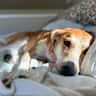 House sit pet parent - Love wine and dogs?!  Come for both!