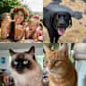 House sit pet parent - Pet Sitter Needed in Paradise!