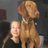 House sit pet parent - Friendly Vizsla in Home Overlooking Cork Harbour