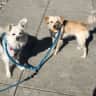 House sit pet parent - Two sweet dogs in a comfy, convenient Silicon Valley home