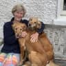 House sit pet parent - Sitter needed for two gorgeous golden retrievers who live in glorious Somerset.