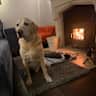 House sit pet parent - Peaceful Countryside Cottage with Two Loving Dogs 