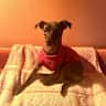 House sit pet parent - Snuggles & Strolls with Trinity in a Sunny North London Home