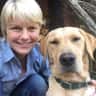 House sit pet parent - Bouncy labrador in lovely Dorset home looking for kind per sitter