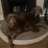 House sit pet parent - The Doodle Duo!