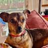House sit pet parent - Beautiful Floating Home on sauvie Island near Portland, Or. adorable small dog.