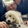 House sit pet parent - Beautiful apartment and cutest golden in Orange county!!!