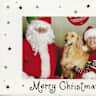 House sit pet parent - Buttercup, our golden