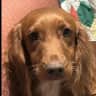 House sit pet parent - Happy house full of loving dogs. Country location.