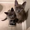 House sit pet parent - Oakville Suburban Bliss with 2 Burmese Beauties