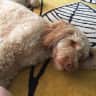 House sit pet parent - Pet / house sitting in Sheffield