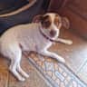 House sit pet parent - Pet lover(s) to sit our gorgeous youg, small dog in Mallorcan Villa with pool