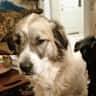 House sit pet parent - 2 lovely dogs need your love and care