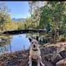 House sit pet parent - Country Retreat near Lake Moogerah