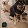 House sit pet parent - Mckenzie Town Home