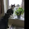House sit pet parent - One Week's stay in Calstleconnell Limerick, with two friendly cats.