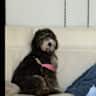 House sit pet parent - Come and visit the #1 beach in the country, Siesta Key Beach this summer.