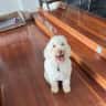 House sit pet parent - House sitter to look after 5yo Labradoodle