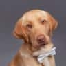 House sit pet parent - Enjoy Park City with the most loveable and friendly dog!