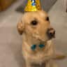 House sit pet parent - We are looking for someone caring to look after Bruno