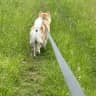 House sit pet parent - Beautiful home and furry friend for sitting