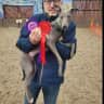 House sit pet parent - Christmas Cosy Sit with One Sweet Whippet, explore North Somerset UK