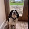 House sit pet parent - Luxury Devon Farmhouse with one dog